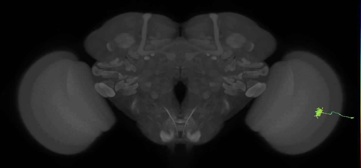 Dm8a_R (MaleCNS:70095)