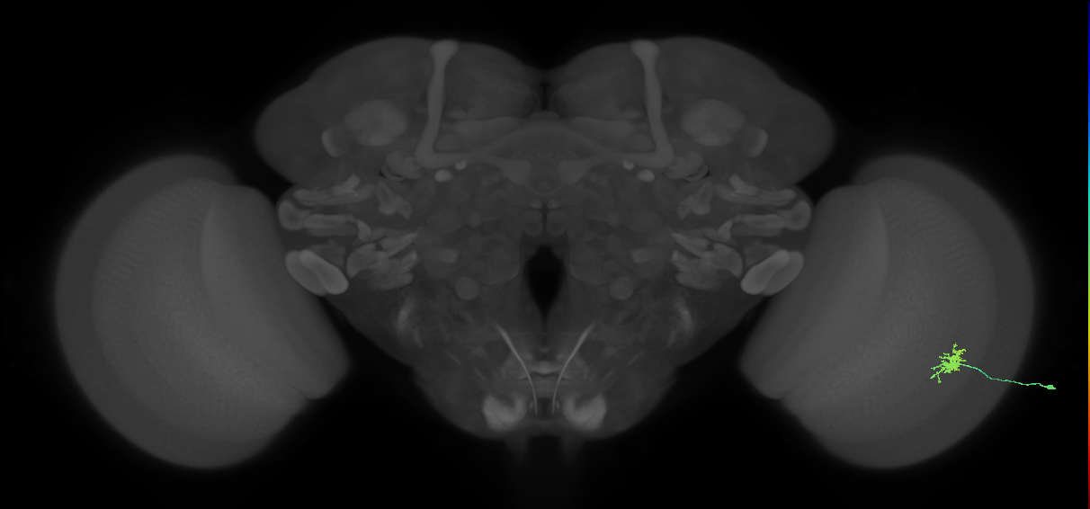 Dm8a_R (MaleCNS:67269)