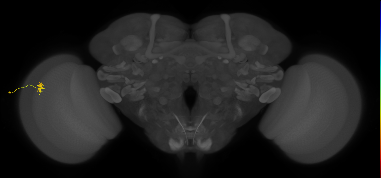 Dm8a_L (MaleCNS:152917)