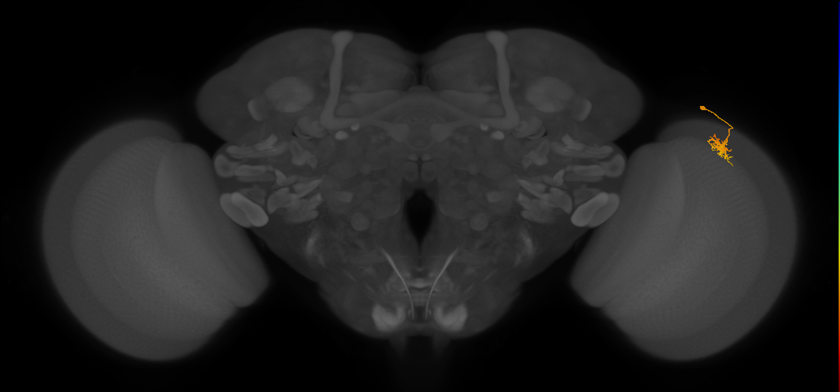 Dm8a_R (MaleCNS:82108)