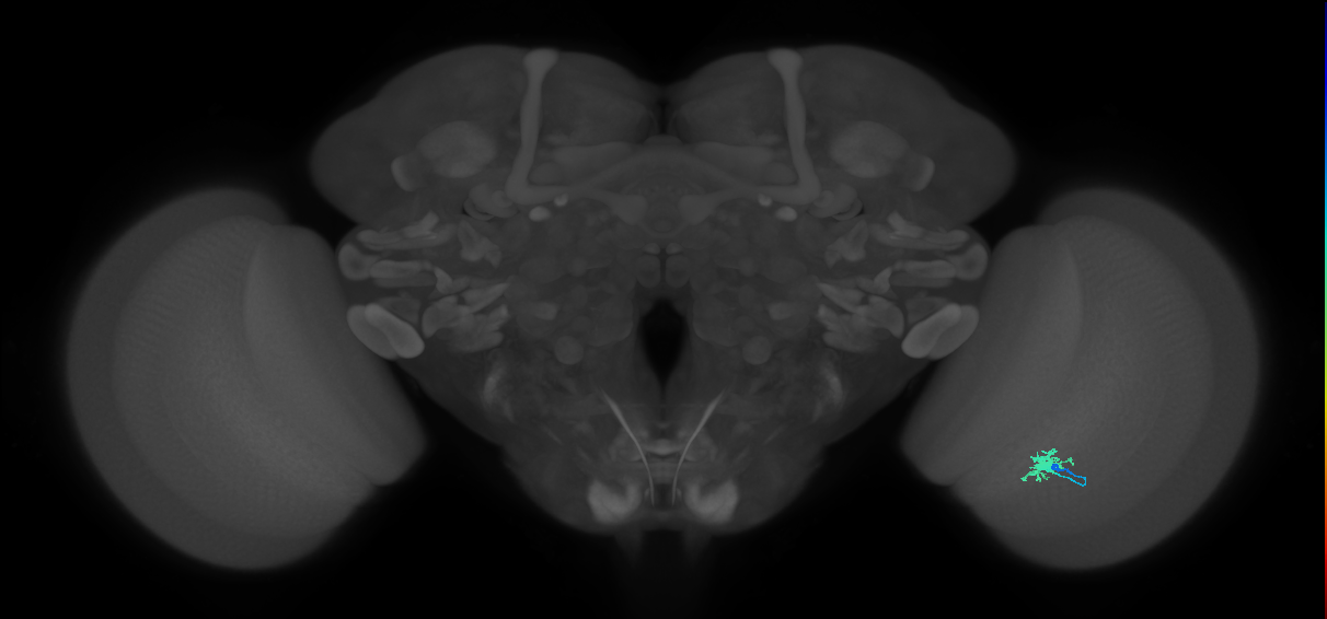 Dm8a_R (MaleCNS:126539)