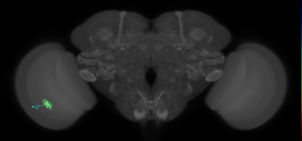 Dm8a_L (MaleCNS:68829)