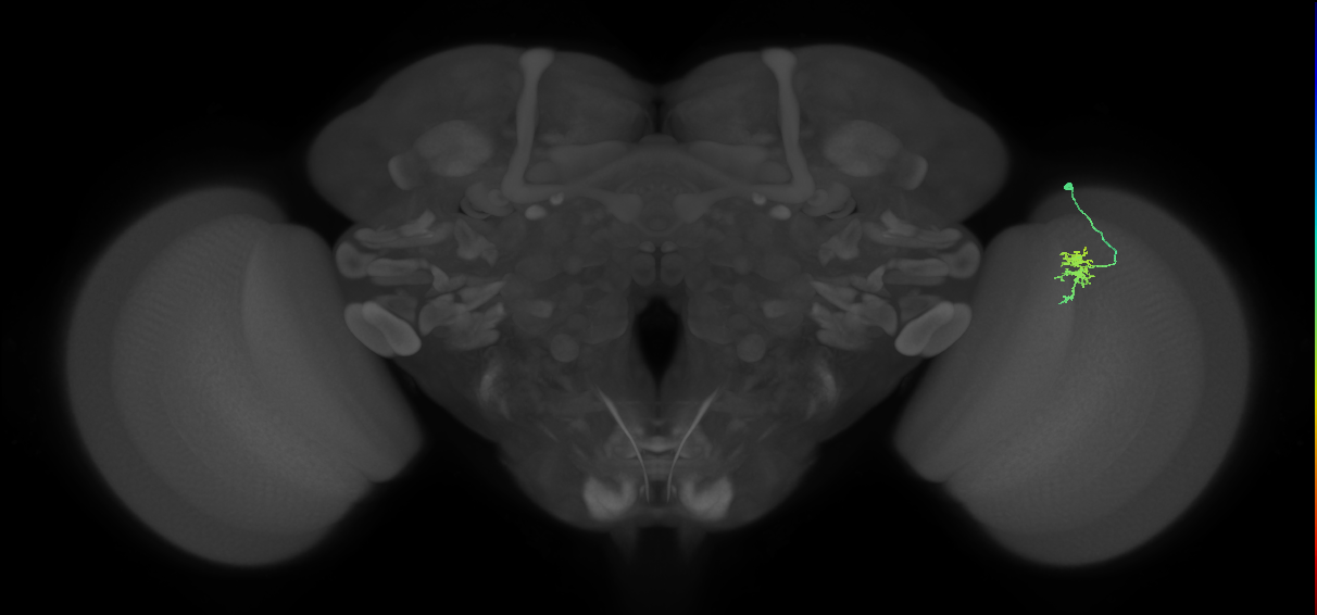 Dm8a_R (MaleCNS:105686)