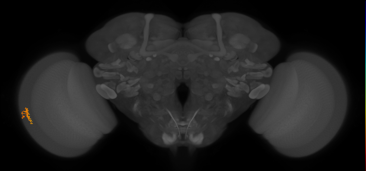 Dm8a_L (MaleCNS:515613)