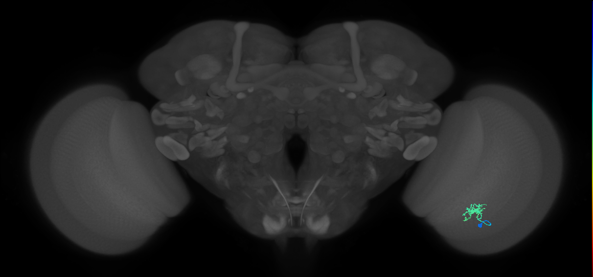 Dm8a_R (MaleCNS:66465)