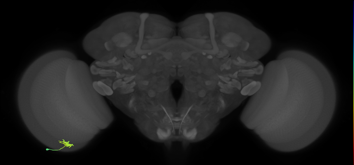 Dm8a_L (MaleCNS:545779)