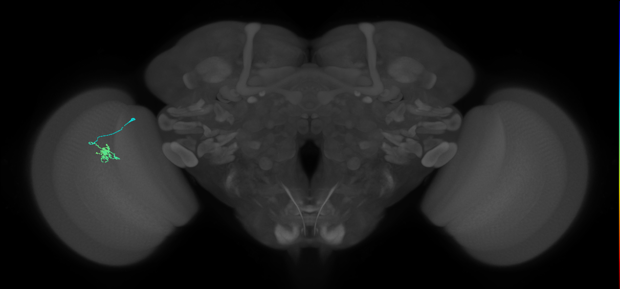 Dm8a_L (MaleCNS:144267)