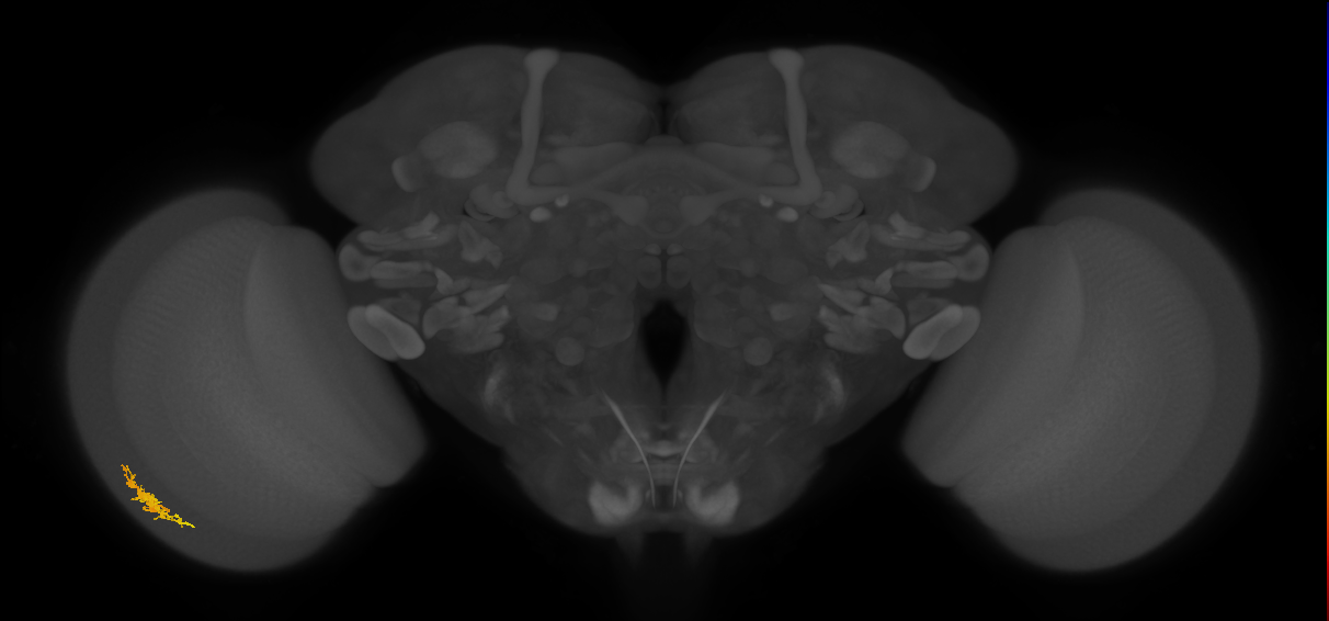 Dm8a_L (MaleCNS:33915)