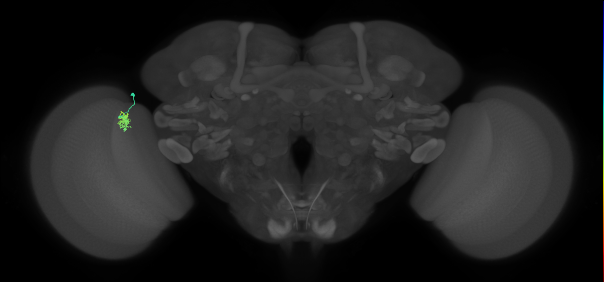 Dm8a_L (MaleCNS:158632)
