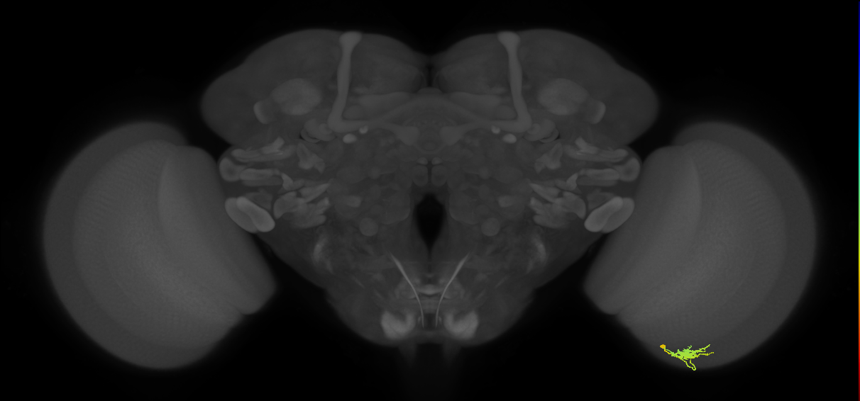 Dm8a_R (MaleCNS:83325)