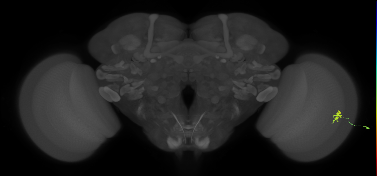 Dm8a_R (MaleCNS:78809)