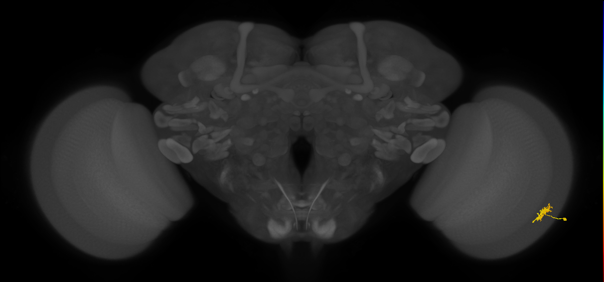 Dm8a_R (MaleCNS:70961)