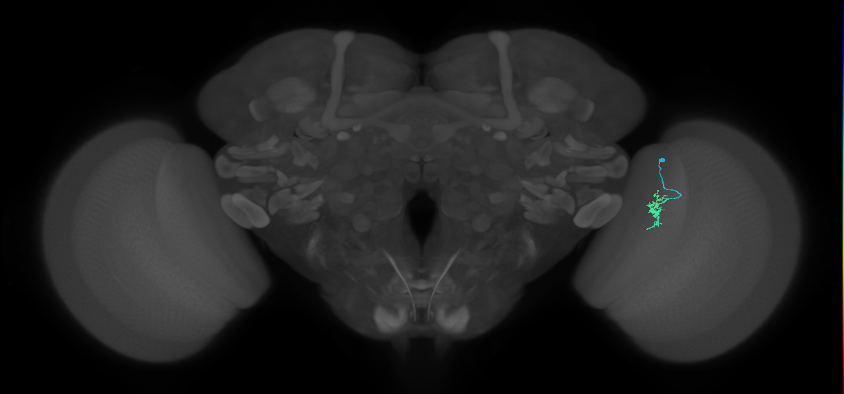 Dm8a_R (MaleCNS:119397)