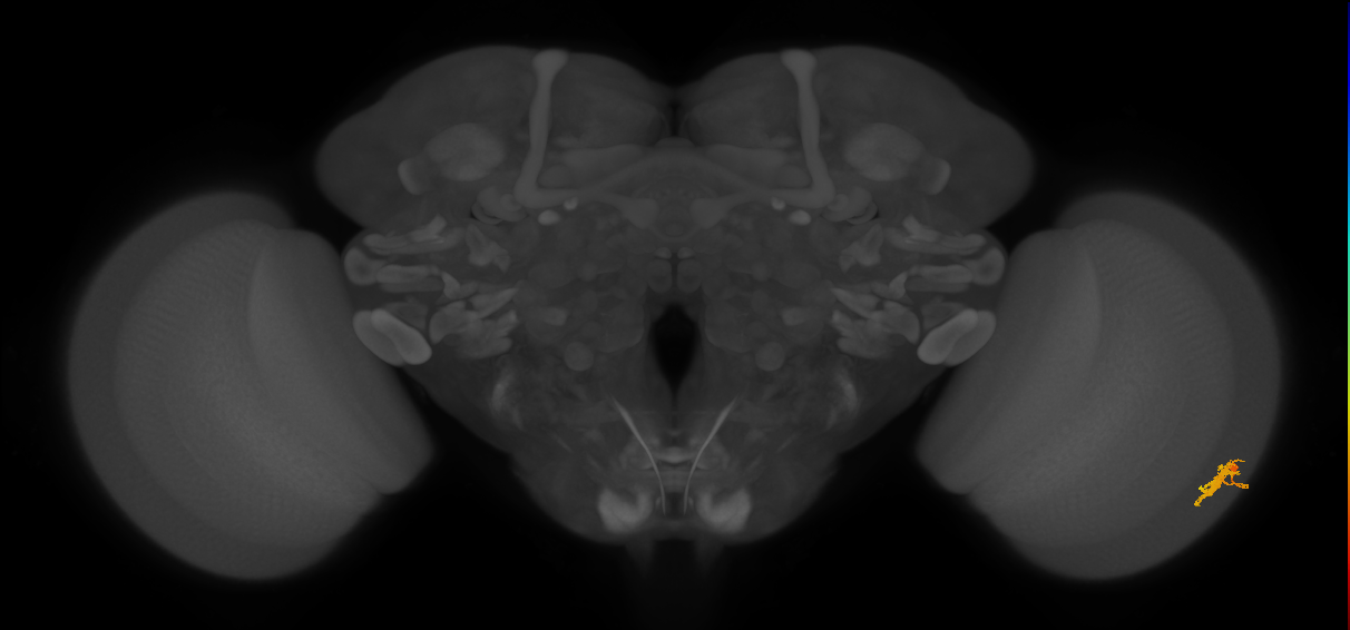 Dm8a_R (MaleCNS:50251)