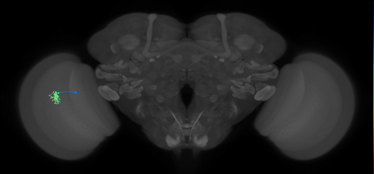Dm8a_L (MaleCNS:542018)