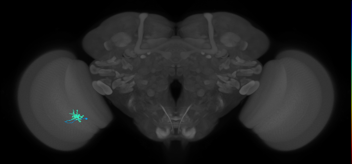 Dm8a_L (MaleCNS:530900)