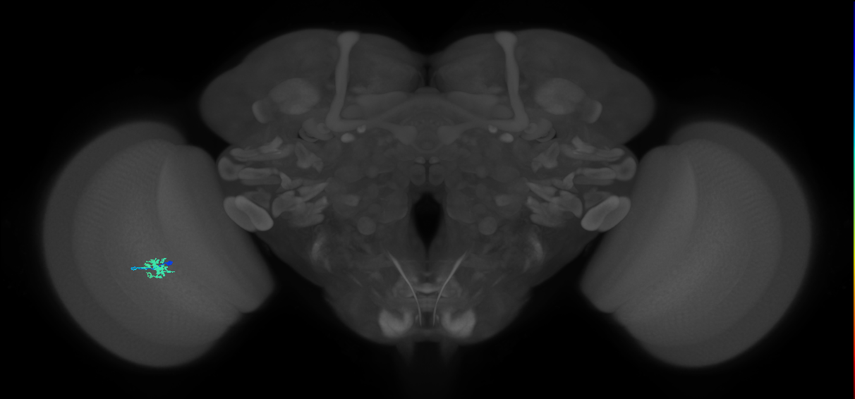 Dm8a_L (MaleCNS:104677)