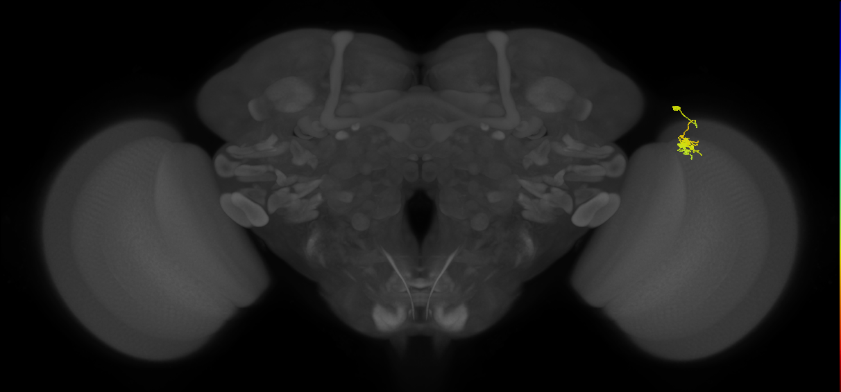Dm8a_R (MaleCNS:75215)