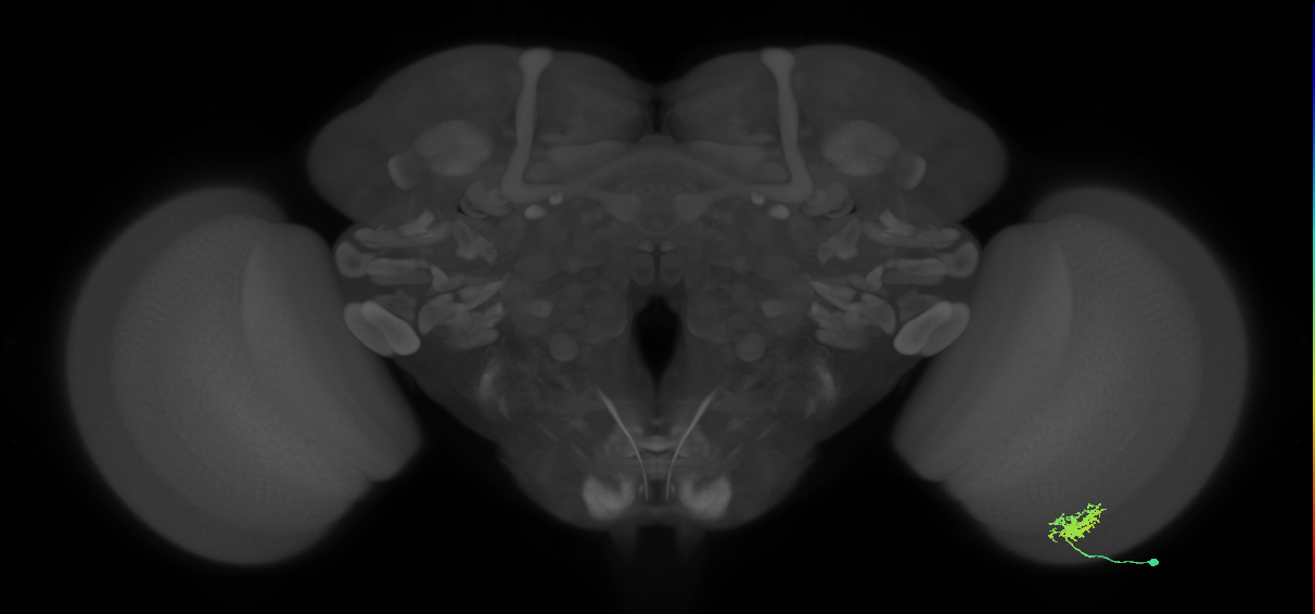 Dm8a_R (MaleCNS:72895)