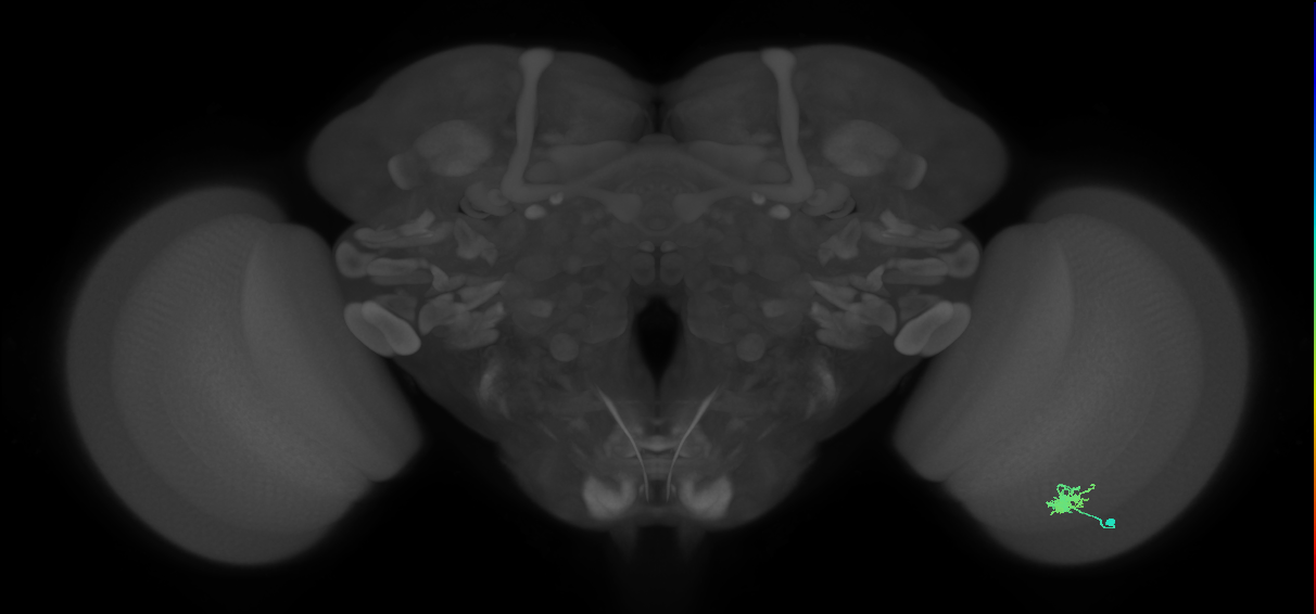 Dm8a_R (MaleCNS:75613)
