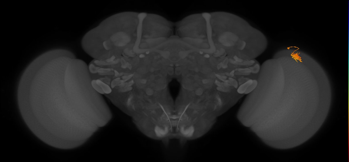 Dm8a_R (MaleCNS:41340)