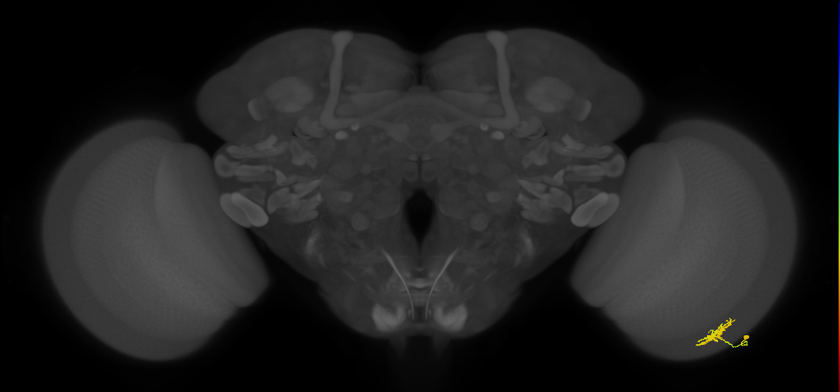 Dm8a_R (MaleCNS:68253)