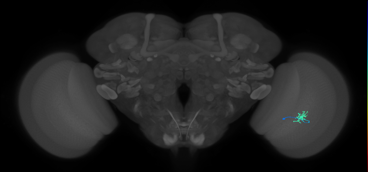 Dm8a_R (MaleCNS:91623)
