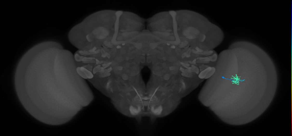 Dm8a_R (MaleCNS:90670)