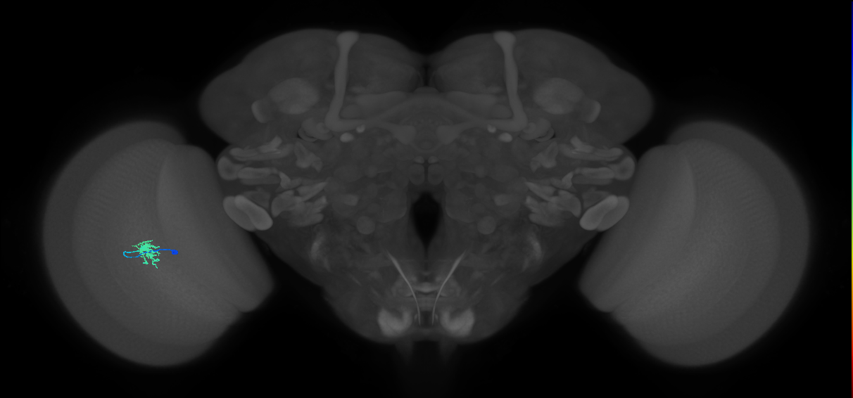 Dm8a_L (MaleCNS:75655)