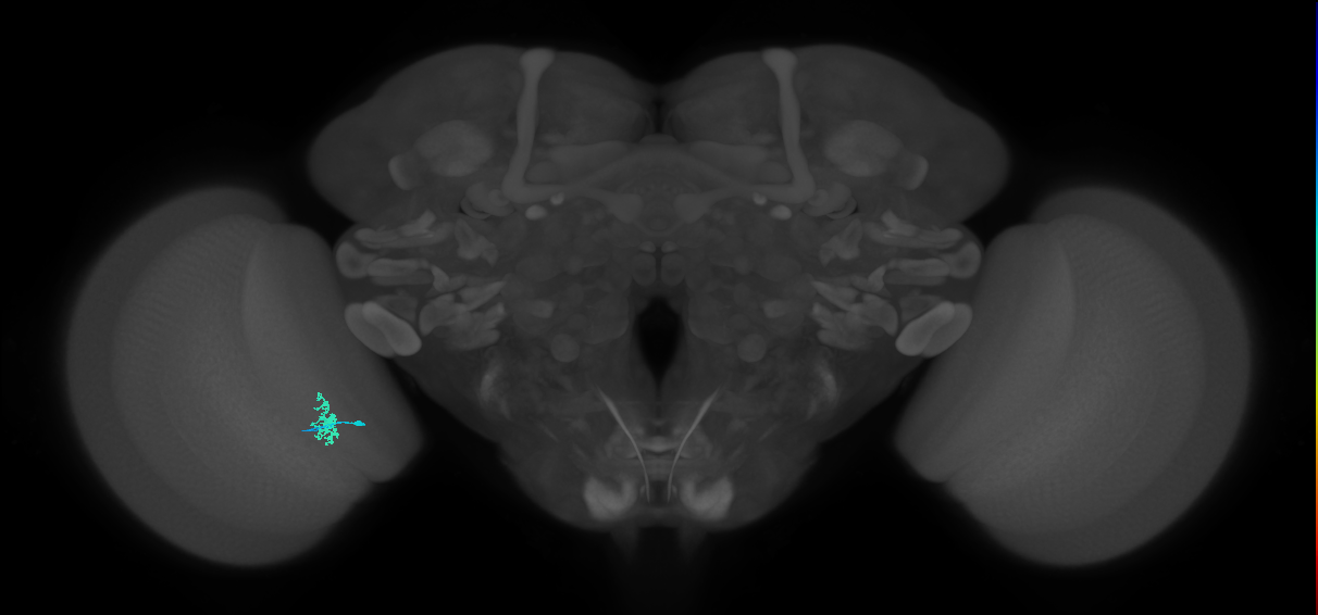 Dm8a_L (MaleCNS:65400)