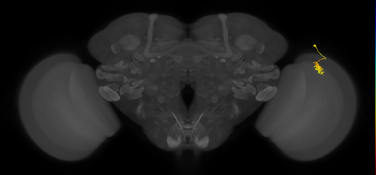 Dm8a_R (MaleCNS:77452)