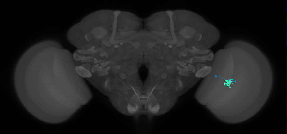 Dm8a_R (MaleCNS:84774)