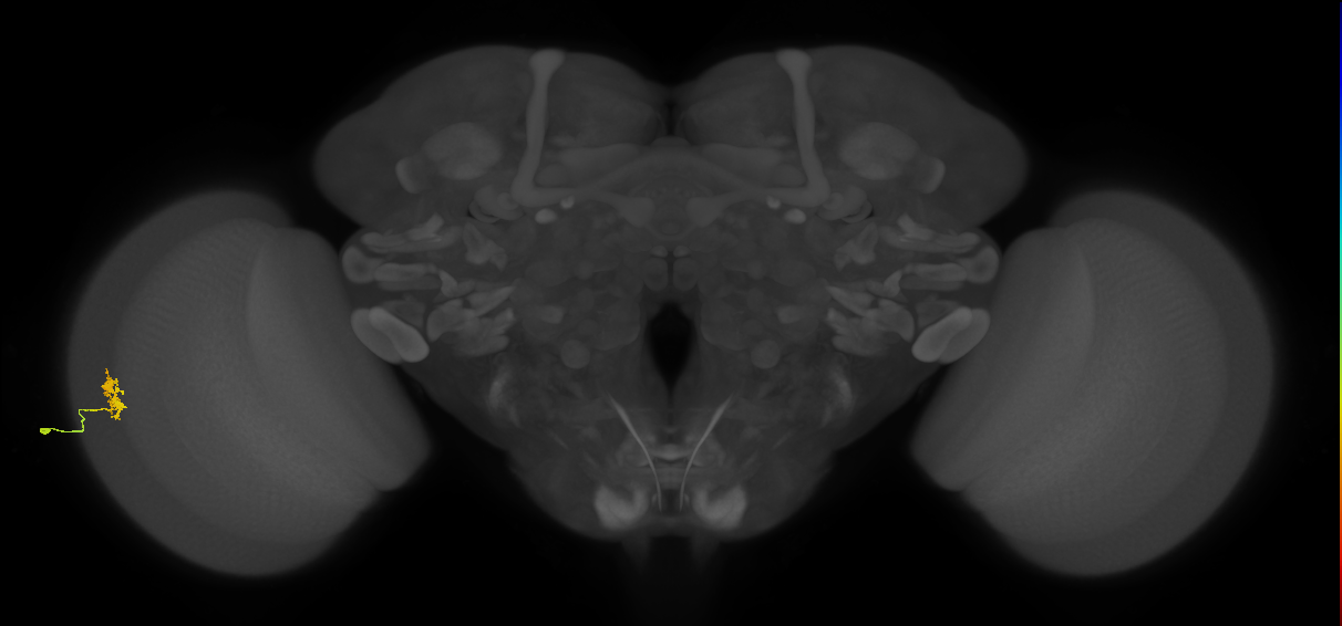 Dm8a_L (MaleCNS:81951)