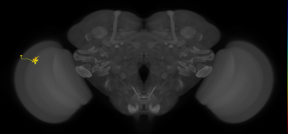 Dm8a_L (MaleCNS:87552)