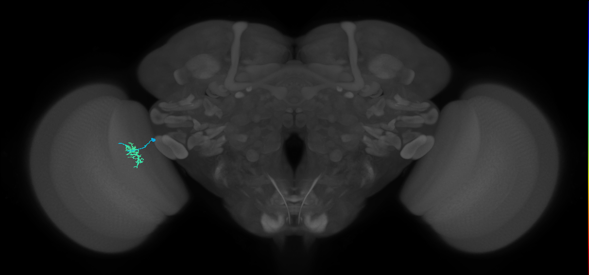 Dm8a_L (MaleCNS:53187)