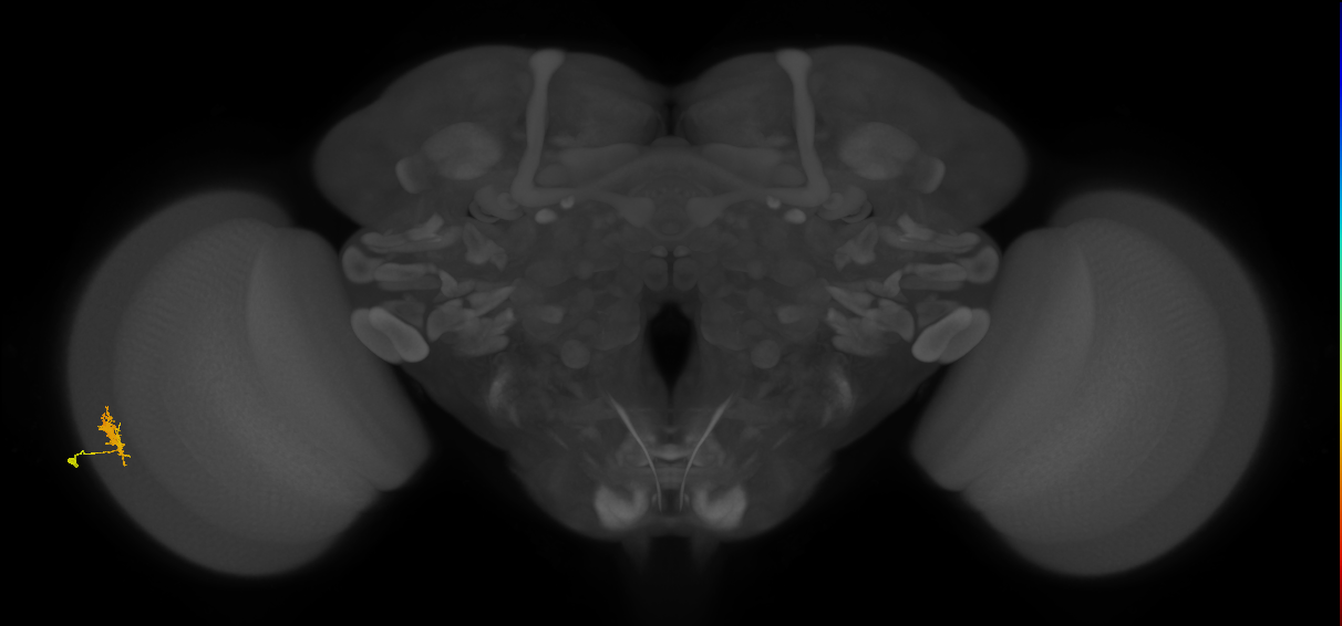 Dm8a_L (MaleCNS:143280)