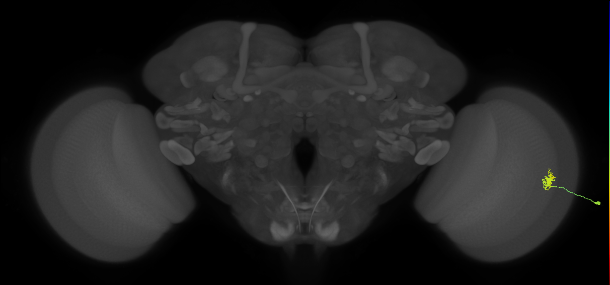 Dm8a_R (MaleCNS:92442)