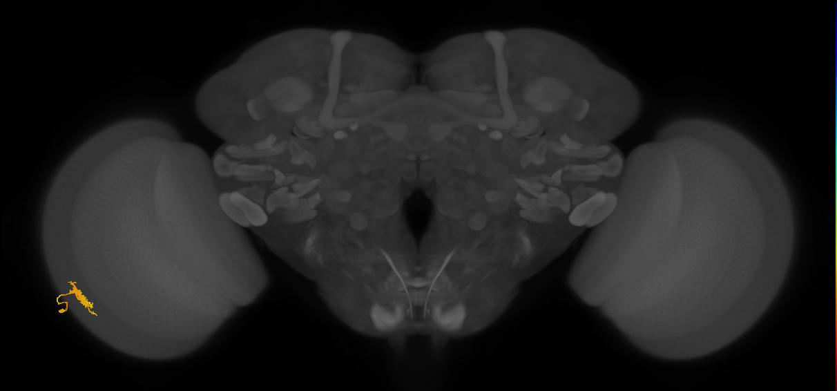 Dm8a_L (MaleCNS:530111)