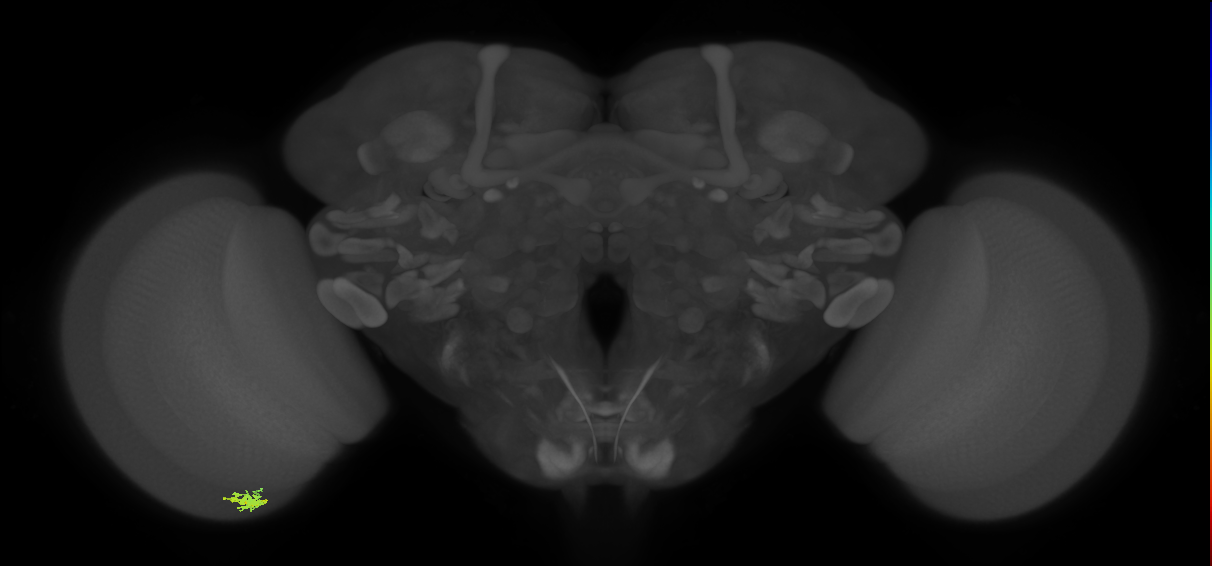 Dm8a_L (MaleCNS:100505)