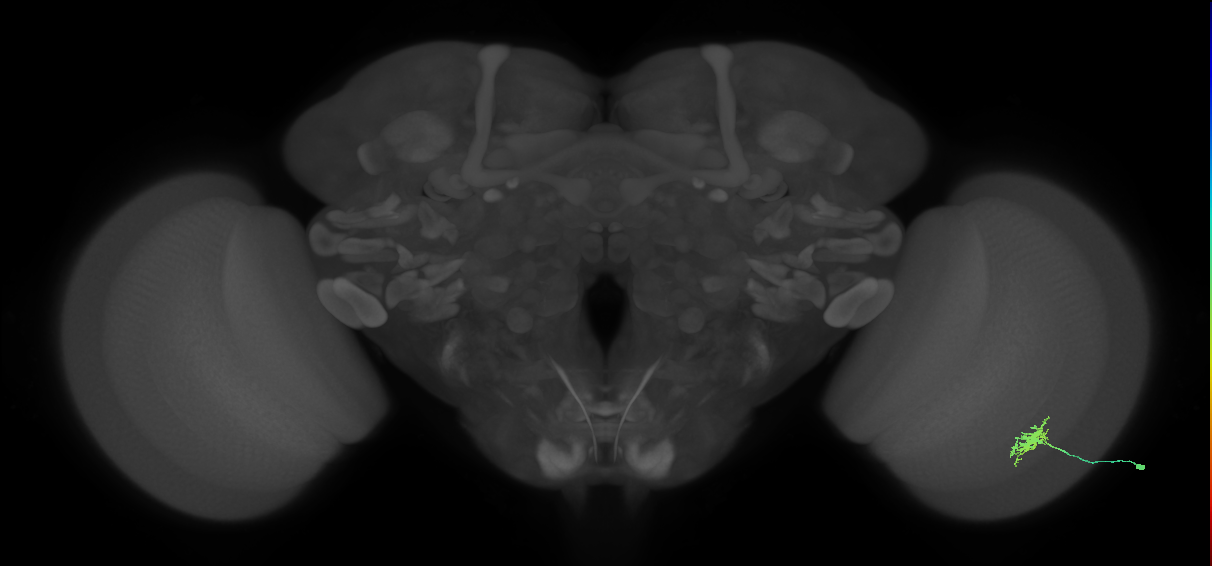 Dm8a_R (MaleCNS:66158)