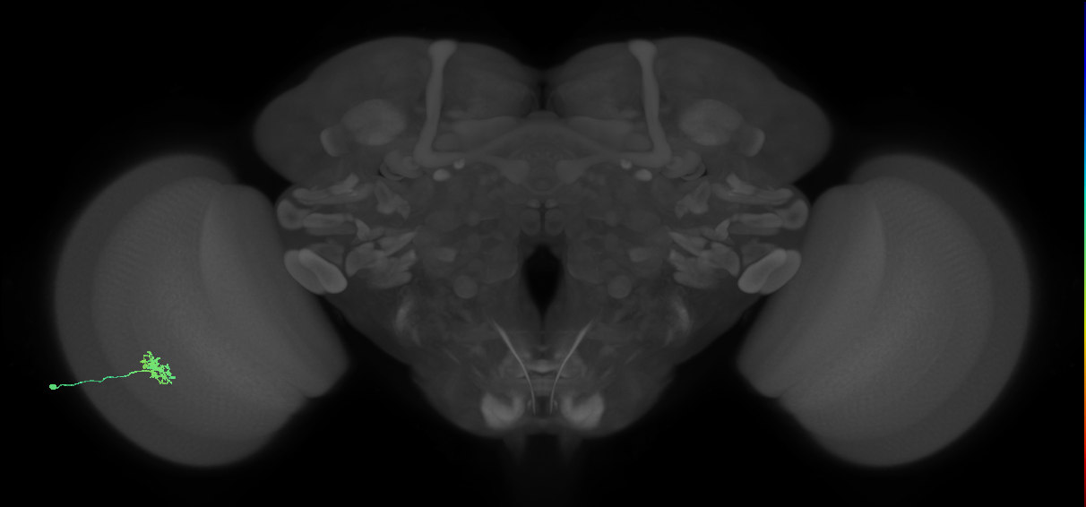 Dm8a_L (MaleCNS:73543)