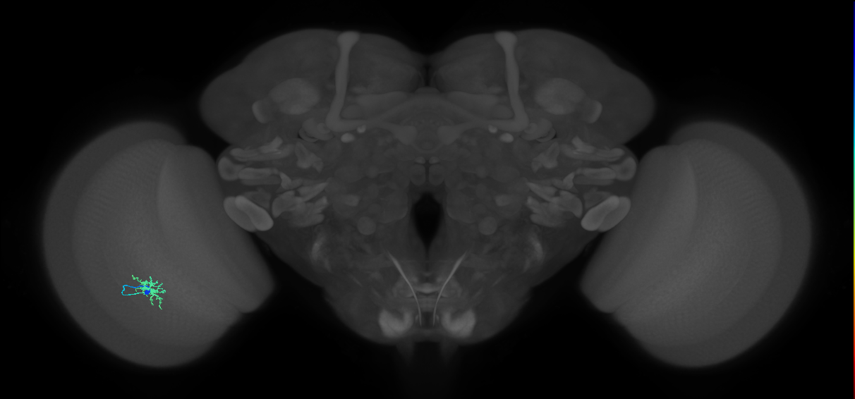 Dm8a_L (MaleCNS:80121)