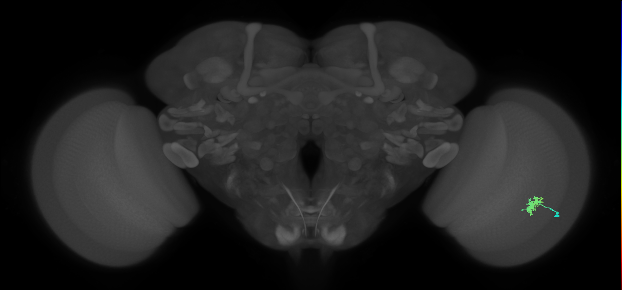 Dm8a_R (MaleCNS:66216)