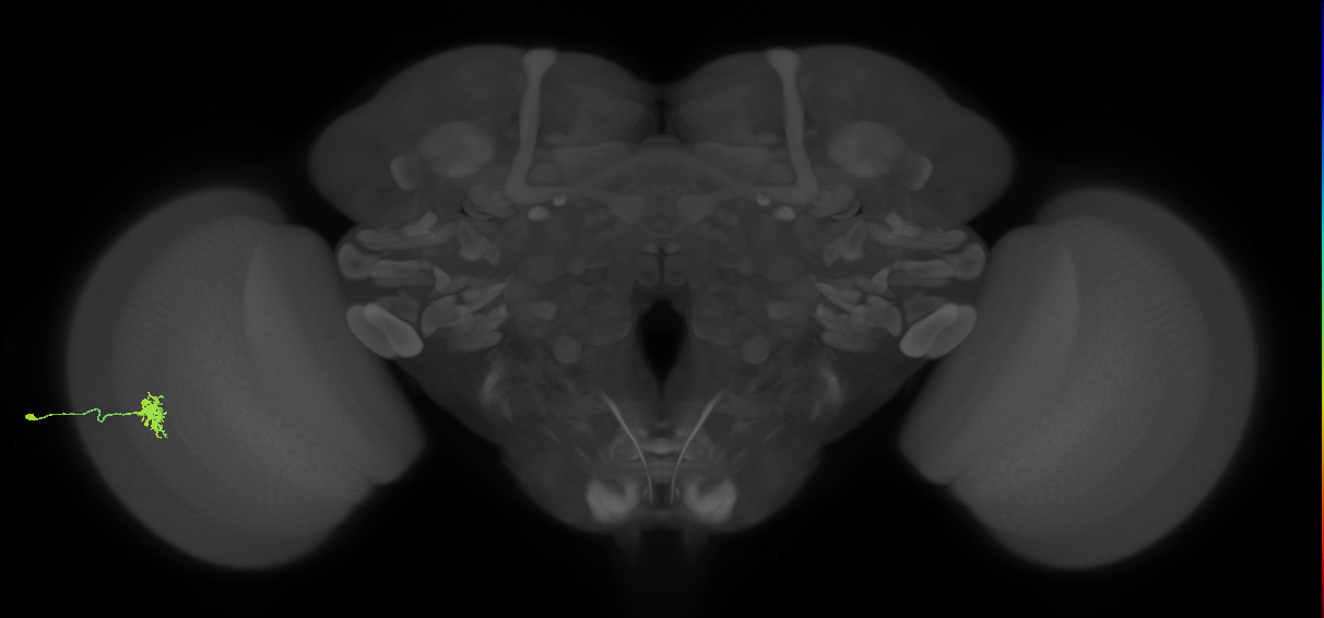 Dm8a_L (MaleCNS:162091)