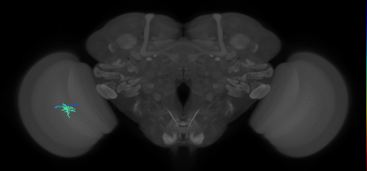 Dm8a_L (MaleCNS:97137)