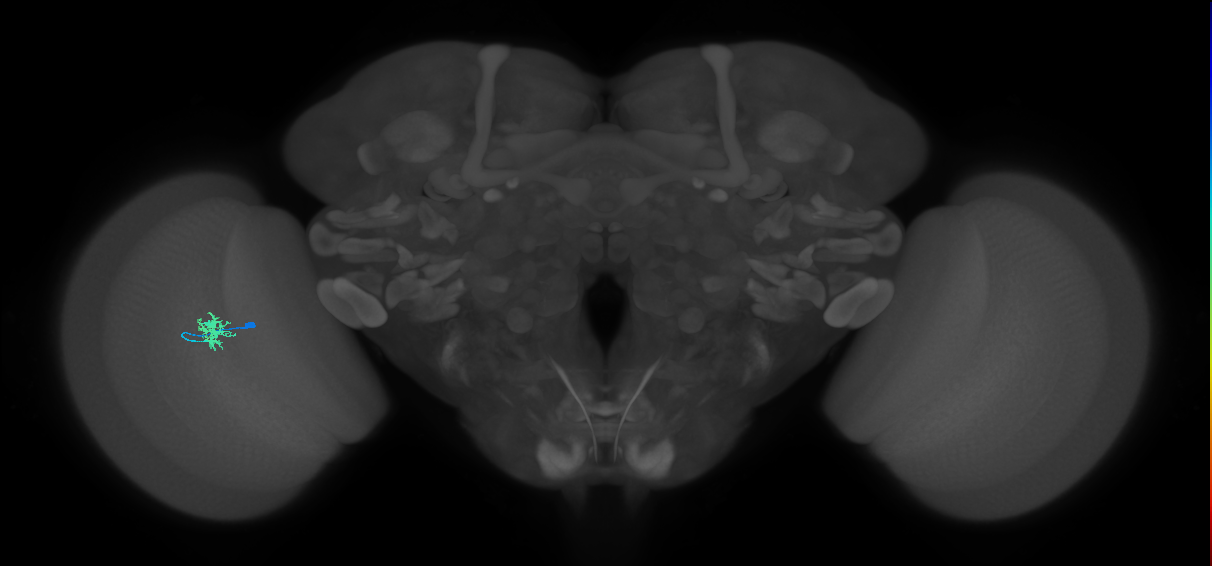 Dm8a_L (MaleCNS:136553)