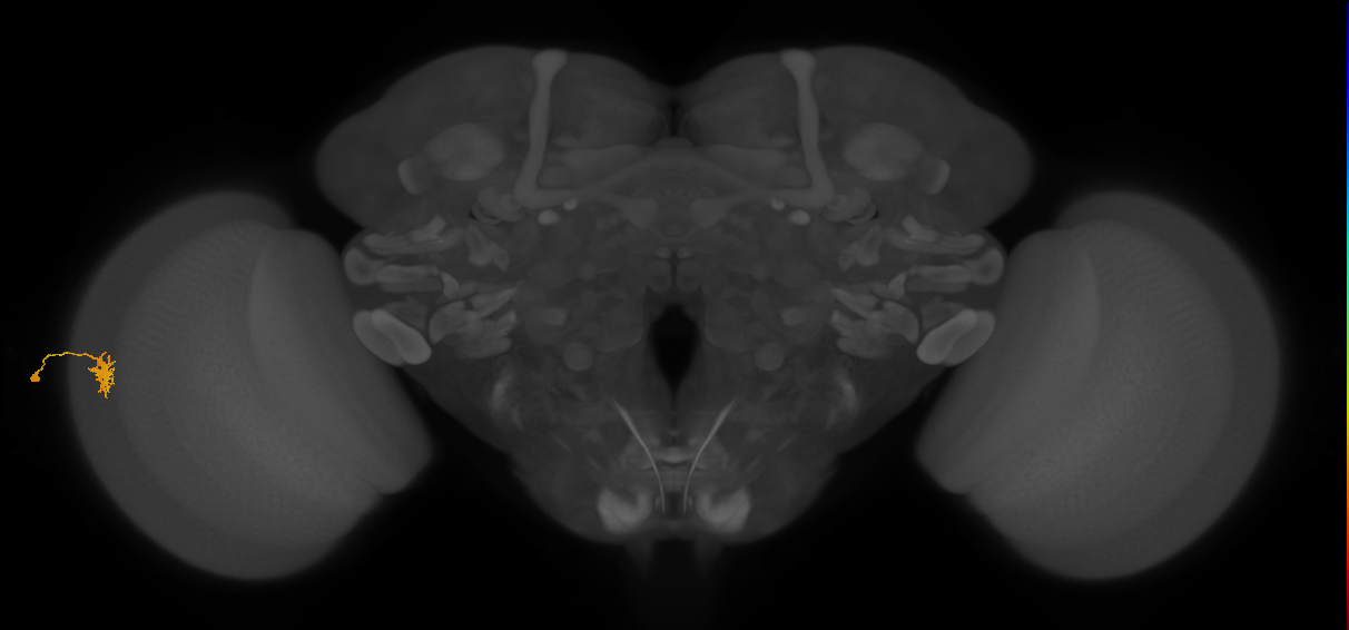 Dm8a_L (MaleCNS:532135)