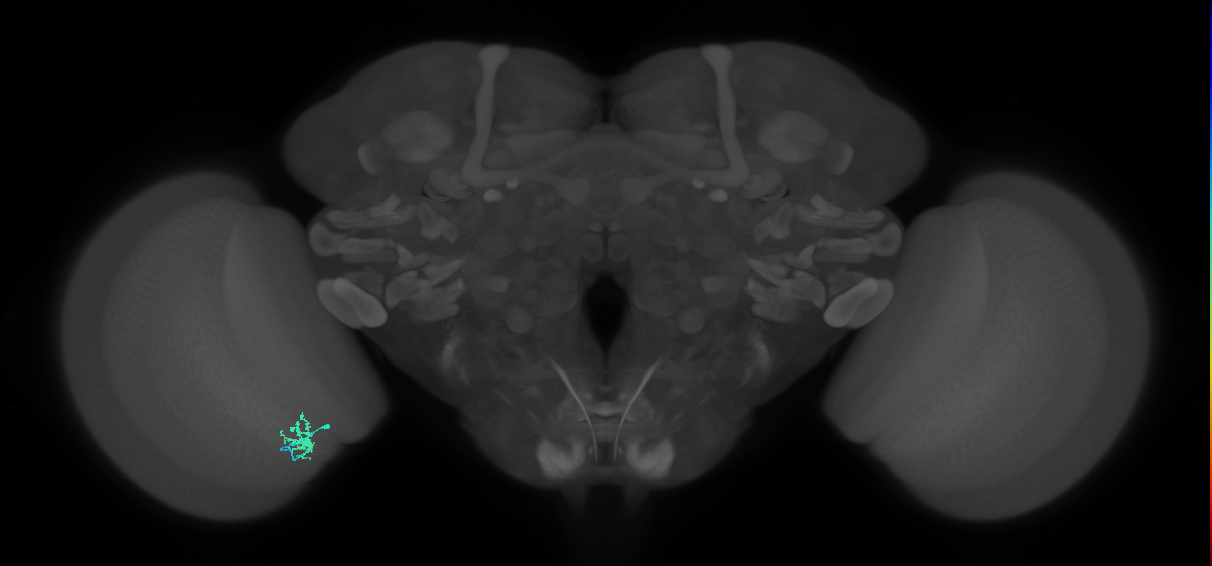 Dm8a_L (MaleCNS:536371)