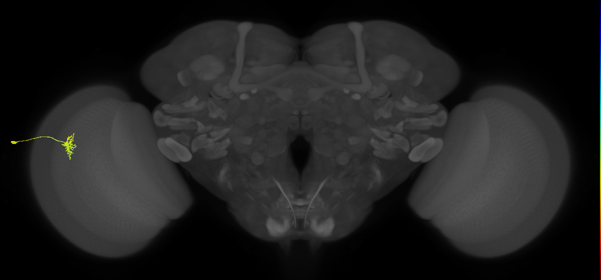 Dm8a_L (MaleCNS:84300)