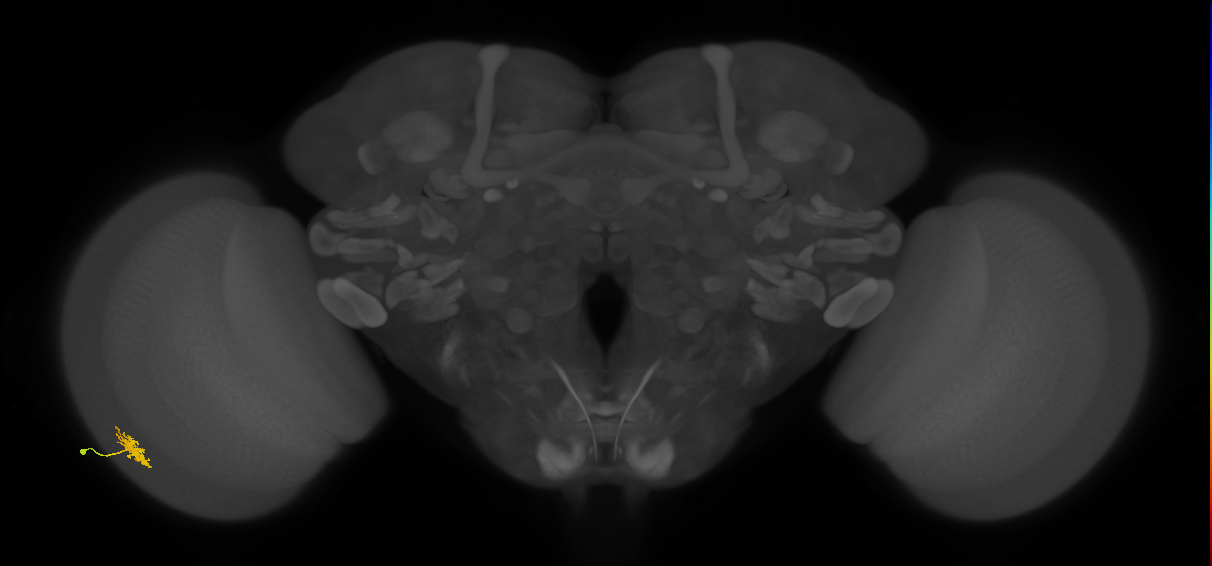 Dm8a_L (MaleCNS:87300)